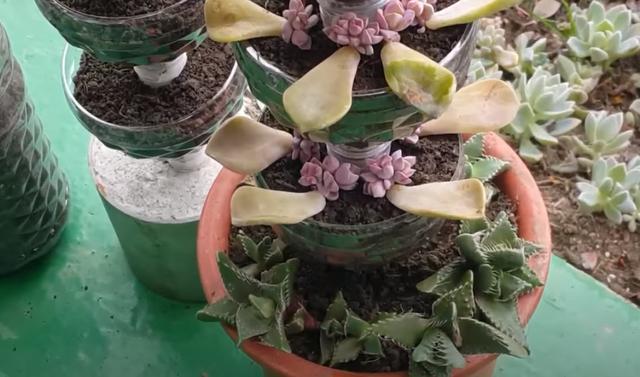 攒了1个月的塑料瓶,瓶口朝下一个扣一个,用来扦插多肉,生根快