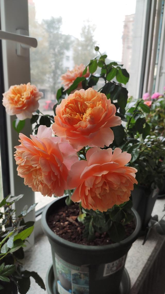 不输果汁阳台,这款阳台盆栽月季,月月花开,香气四溢,值得入手