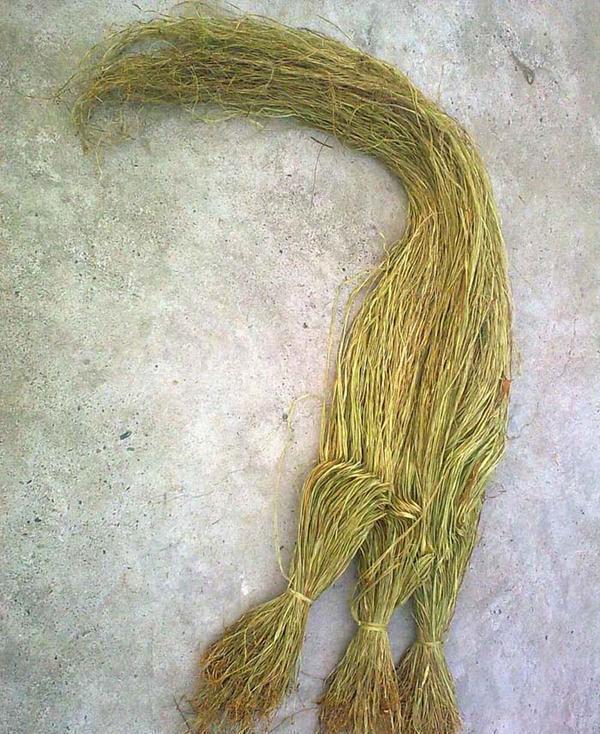 它称为中国草能千年不腐在古代非常流行如今被人们冷落