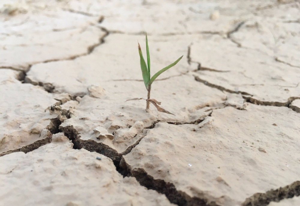 贫瘠的土壤才能长出好的酿酒葡萄_腾讯新闻