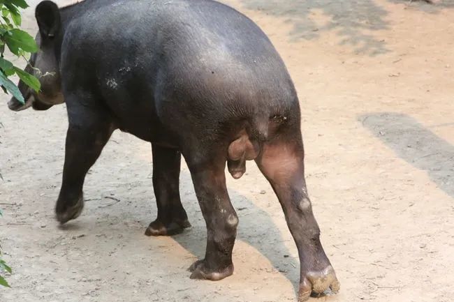 它是怎么做到几百万年来模样没变化的?