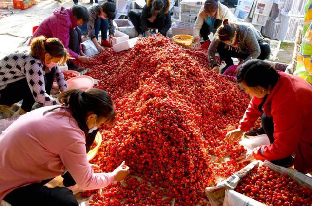 10元3斤,5千吨卖成"白菜价",老农有苦说不出!