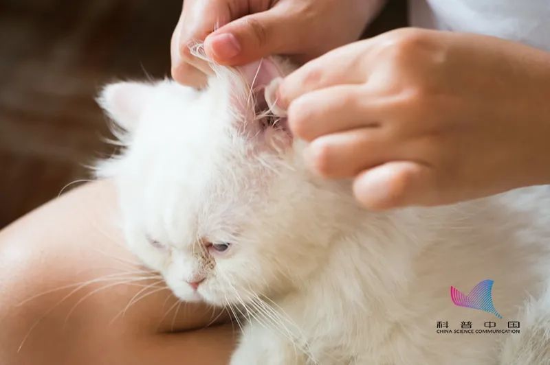 耳屎|油耳朵里的“油”是啥？耳屎到底要不要掏？总算是清楚了