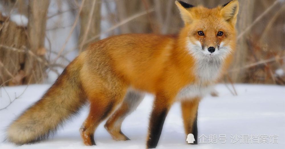 世界上最漂亮的十只狐狸 第一名除了人类没有天敌 腾讯新闻