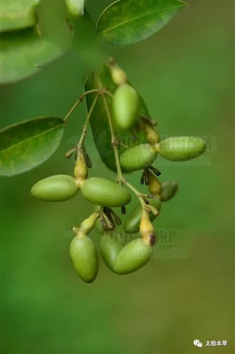 破骨风,见过吗?祛风除湿,活血散瘀.用于风湿筋骨痛,跌打损伤