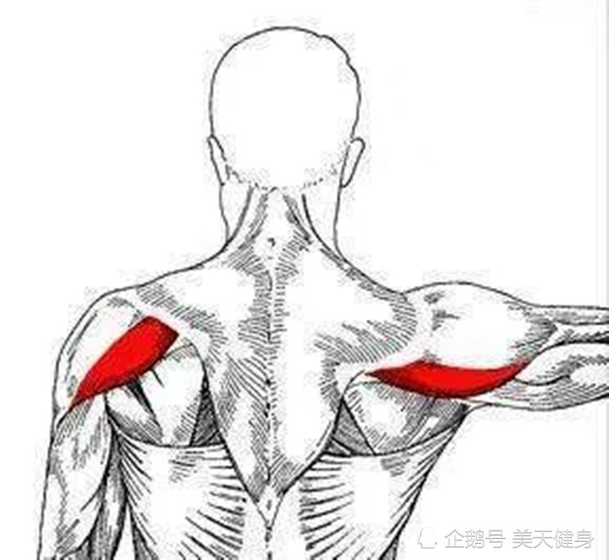 增肌打造完美背部,3个动作,增强倒三角,练出"圣诞树"