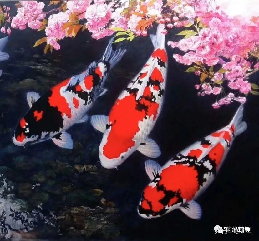 夏季如何喂食锦鲤鱼 腾讯新闻