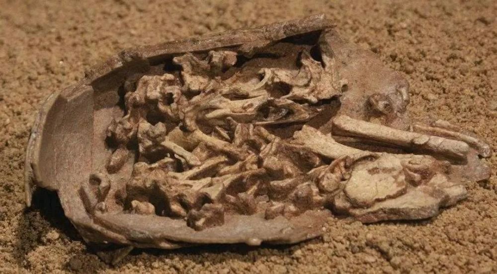 窃蛋龙请给我一次改名字的机会