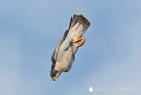 飞得最快的游隼，破解了航空史上的气流分离难题_腾讯新闻