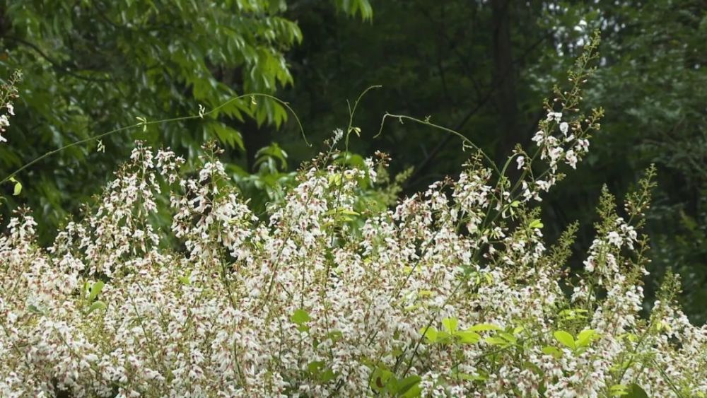 清香满园关不住小楼千年白花鱼藤开花啦