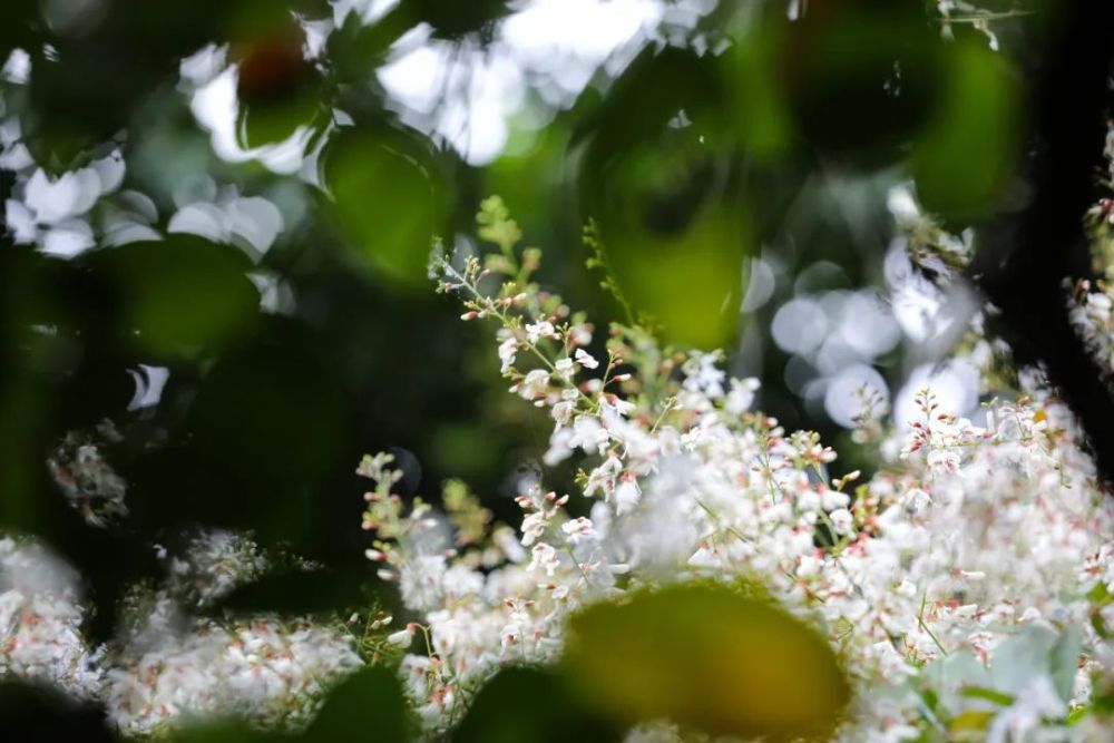 清香满园关不住 小楼千年白花鱼藤开花啦 腾讯新闻