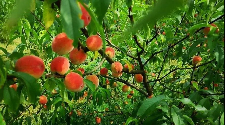 网约湘游快乐六一衡阳县水果采摘线路邀您共渡亲子时光