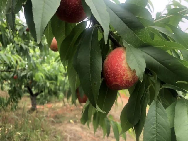 网约湘游|快乐六一,衡阳县水果采摘线路邀您共渡亲子时光