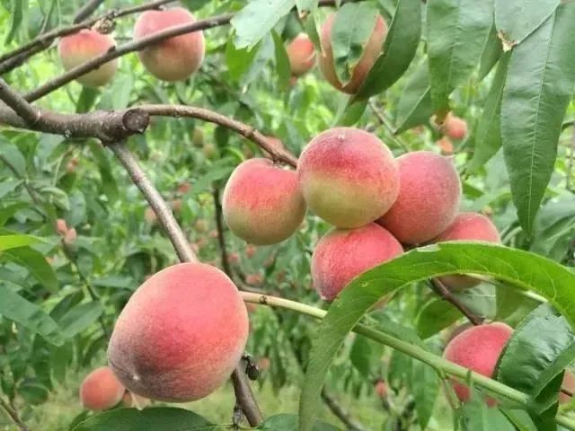 网约湘游快乐六一衡阳县水果采摘线路邀您共渡亲子时光