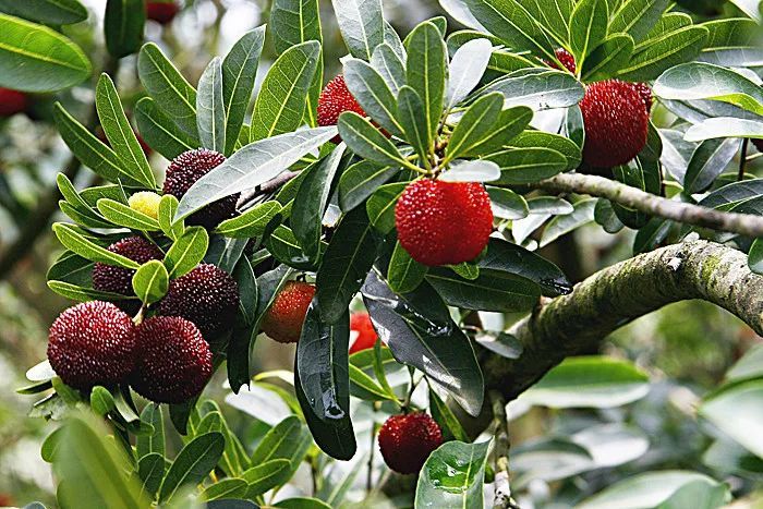 网约湘游快乐六一衡阳县水果采摘线路邀您共渡亲子时光