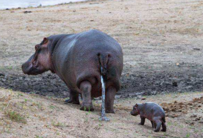 河马吃坏肚子,上厕所就像大功率发动机一样,场面不忍直视!