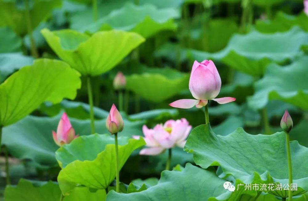 地址:廣州市流花路100號