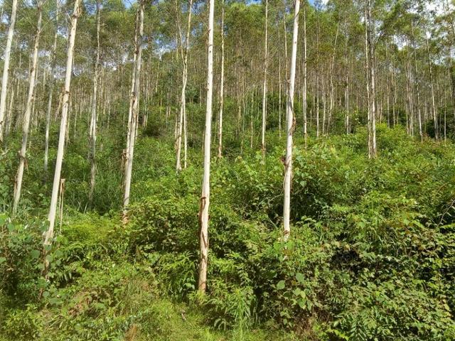 种植速生桉是否有害?会不会对生态造成破坏?