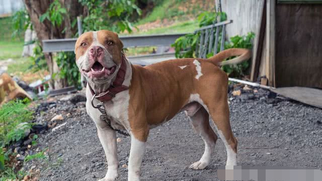 饲养员把比特犬和鬣狗放在一起,会发生什么?镜头拍下全过程