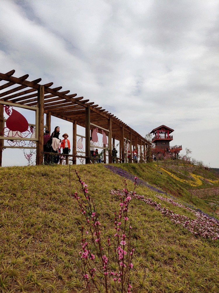 桃树满山坡桃花一朵朵醉恋赏花人风吹花似歌广元桃博园欢迎您