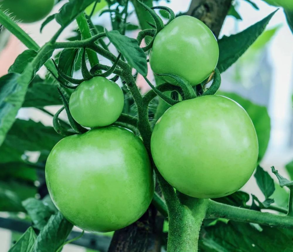 青西红柿一定不能吃吗?