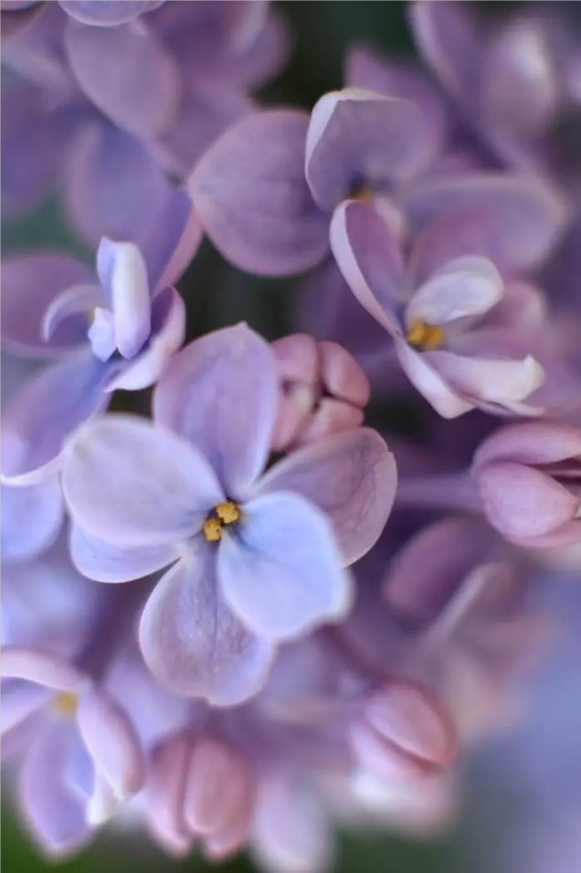 浅淡紫 现在穿正时髦