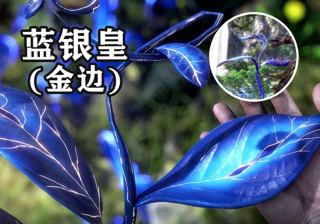 而在斗罗大陆中,蓝银草仅有3种形象,普通状态,蓝银