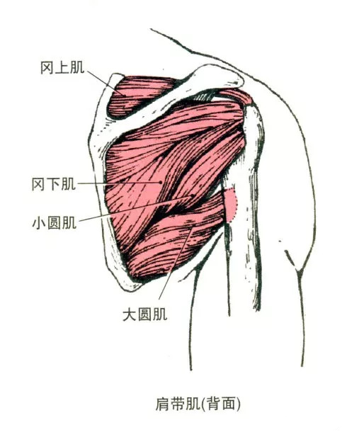 三角肌中束起止点图片