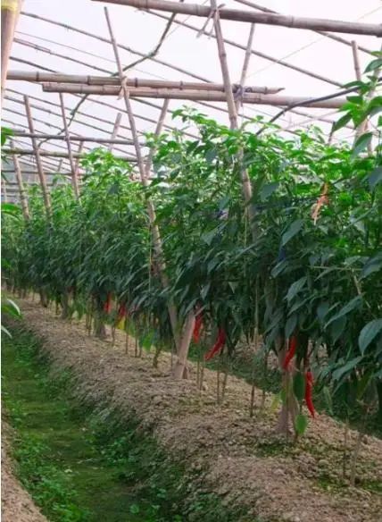 难缠的辣椒炭疽病最全讲解在这里