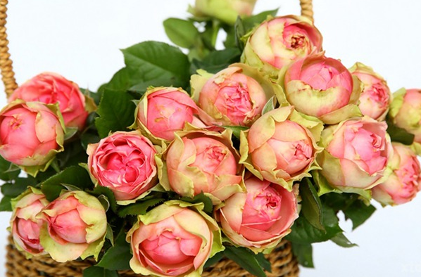 花卉摄影,拍摄"想拿勺子挖开吃"的火龙果月季,试试2个方法