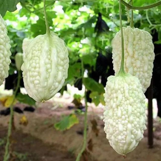 农生堂优品推荐白玉苦瓜