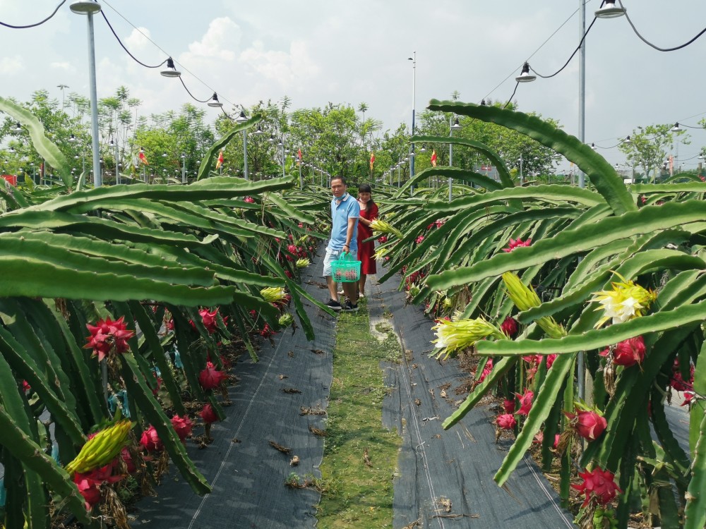火龙果熟了,番禺大刀沙岛上游客采摘忙