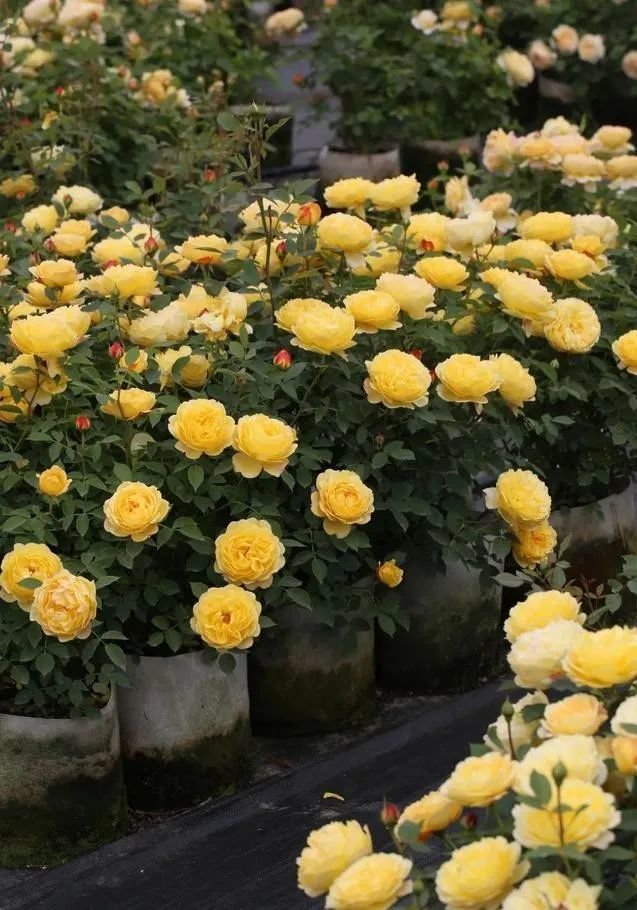 夏洛特夫人的芽变品种倾慕月季