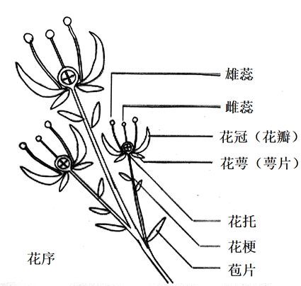 苞片多数聚生在花序外围呈轮状紧密包围花序时称为总苞,着生于花梗上
