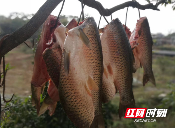 金江雪花鱼颠覆传统印象的美味鱼肴