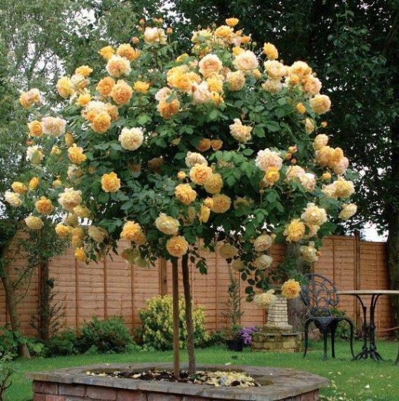 盛夏养花当特选树状月季,盆栽牢记6点,可居家赏花,嗅花香