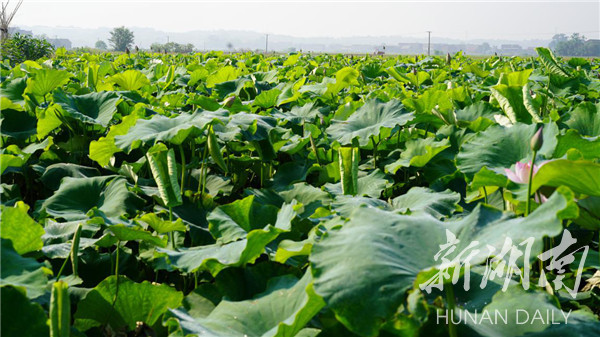 县发展特色农业助群众增收|特色农业|藕带|湘潭县|湘莲|刘理明|荷叶
