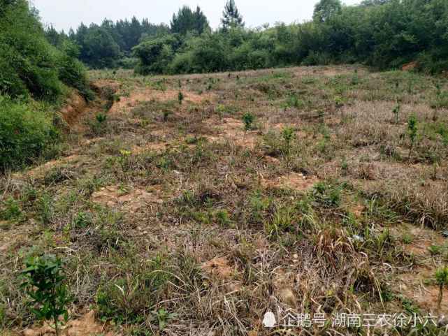 祁阳县老山湾村又将荒山荒田种上了果树