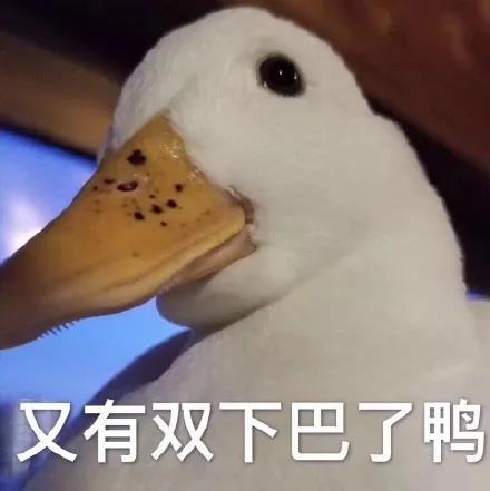 紧随着,一大波柯尔鸭表情包问世.