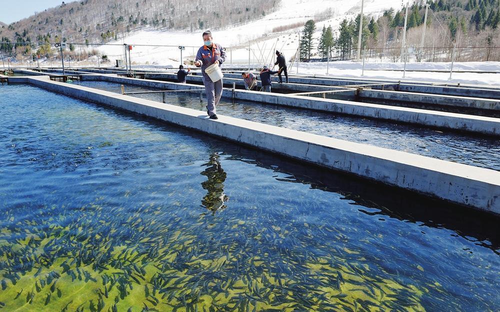 白山市森源养殖有限公司冷水鱼繁育基地水清鱼肥.