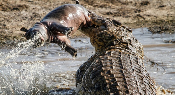 吃草的河马为何不怕吃肉的鳄鱼,河马:真当我是吃素的?