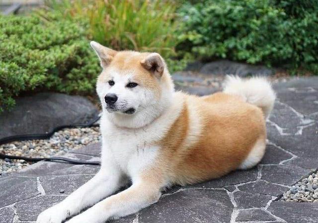 秋田犬抵触坐上私家车 但铲屎官买了辆新车后 狗狗自觉坐车了 腾讯新闻