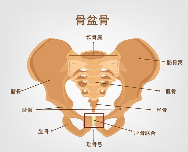 骨盆和大腿根的结构图图片
