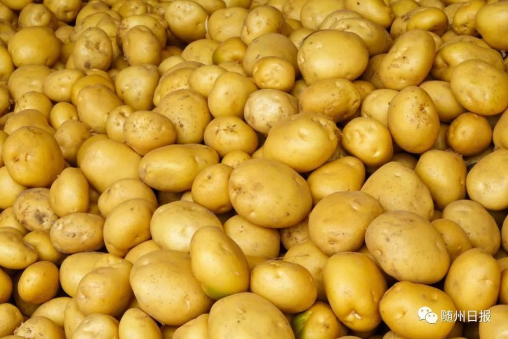 随县唐县镇的土豆丰收啦!_腾讯新闻