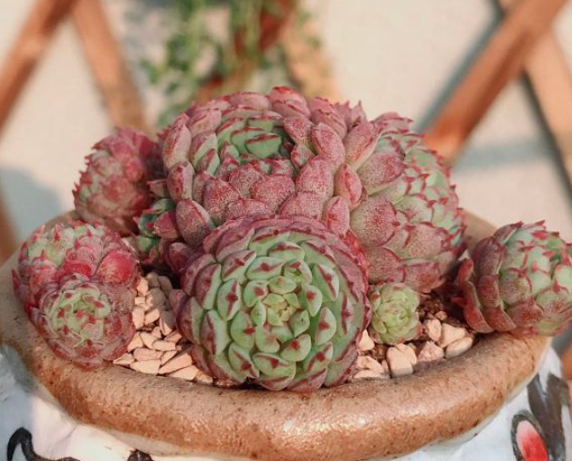 夏必死的多肉名单,越浇水死得越快,千万管住手!