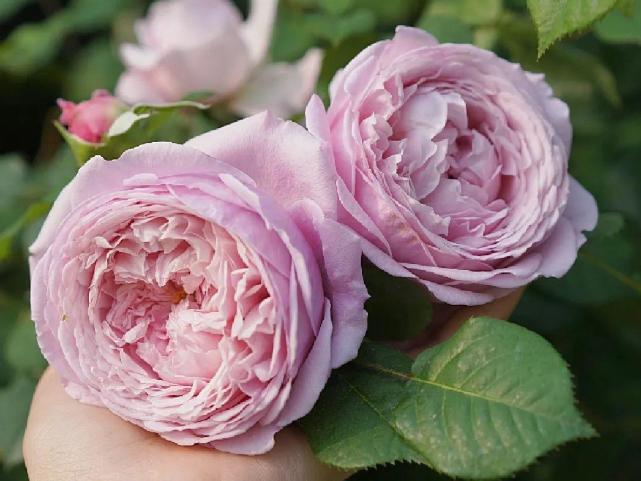 夏天啥花都可以不养,唯独这一种,不养亏大了!