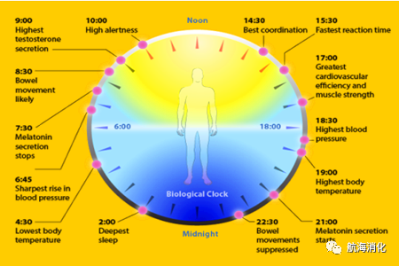 人体生物钟曲线图软件图片