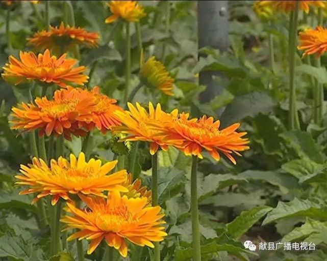 献县十五级村扶郎鲜花种植农场 幸福像花儿一样美丽绽放 大棚 农场 非洲菊 鲜花 刘万里 刘翠霞