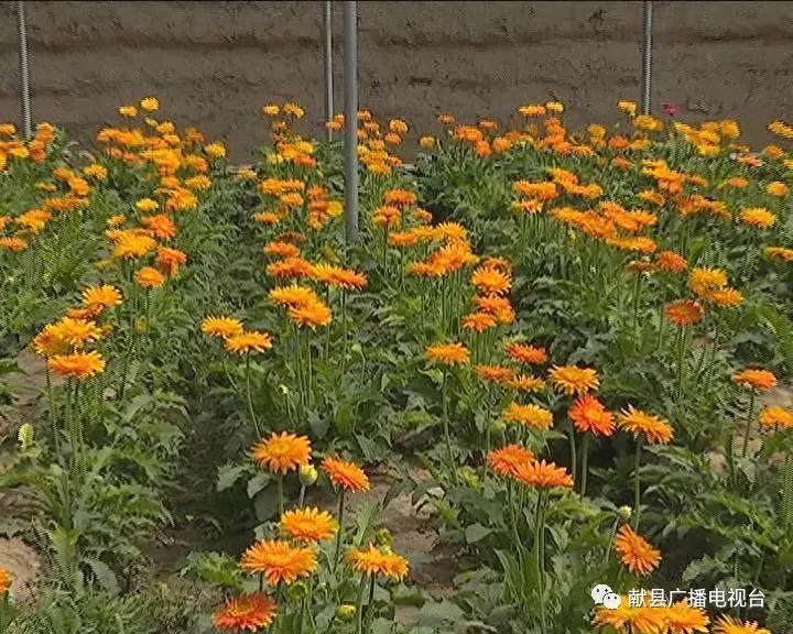 走进种植大棚,扶郎花开的正美,鲜艳的红色,温暖的黄色,俏皮的粉色