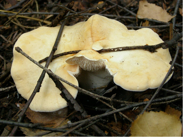 荒野维生野菜系列美味齿菌